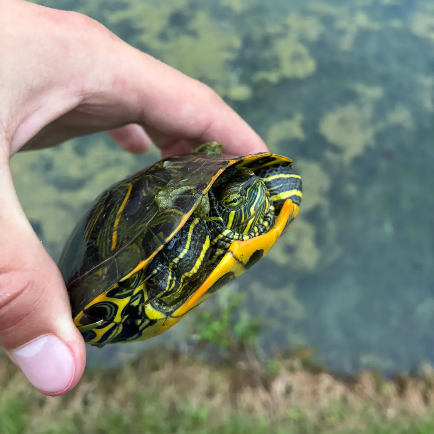 The most recent Pond slider turtle catches on Fishbrain