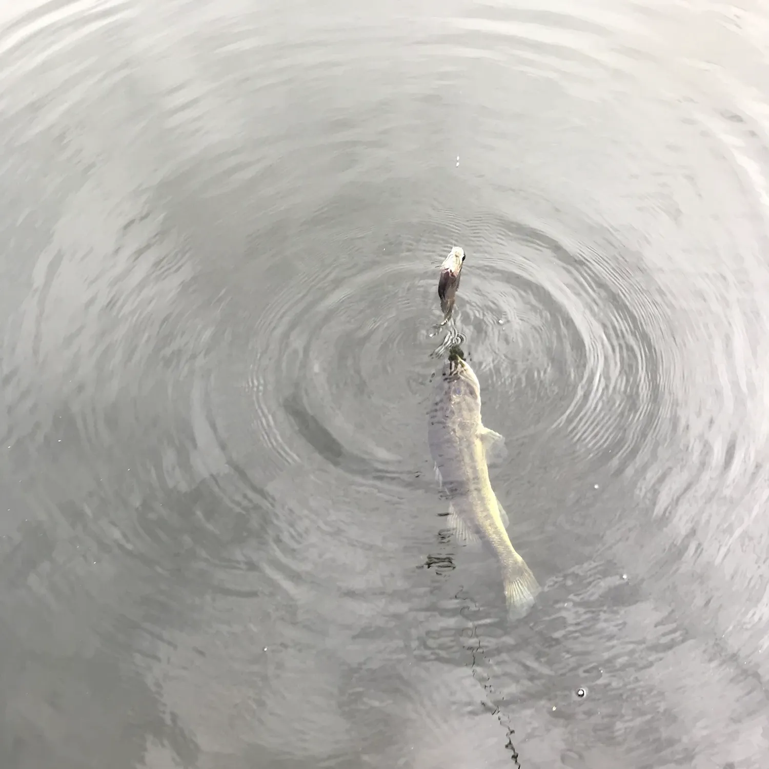 The most recent Common dolphinfish catches on Fishbrain