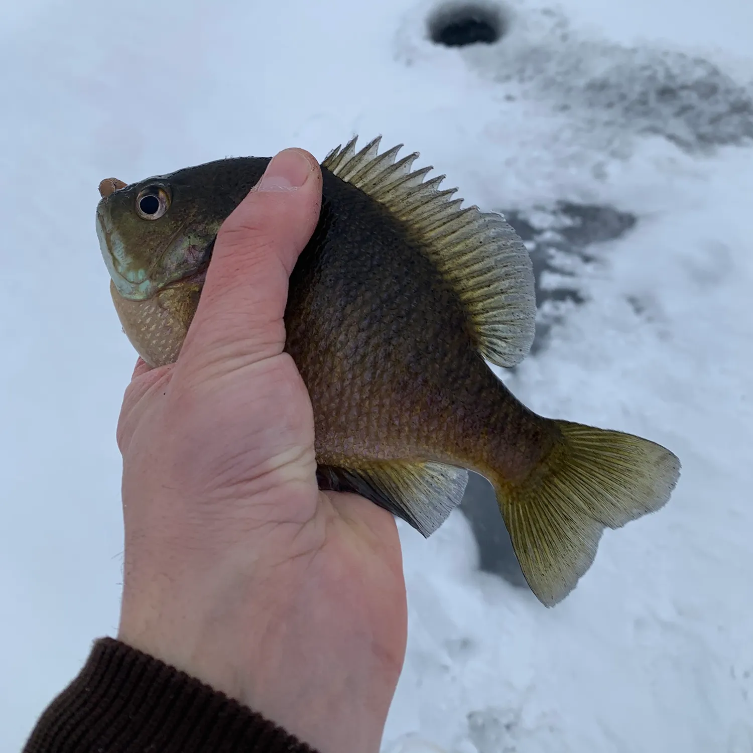 The most recent Bluegill catches on Fishbrain