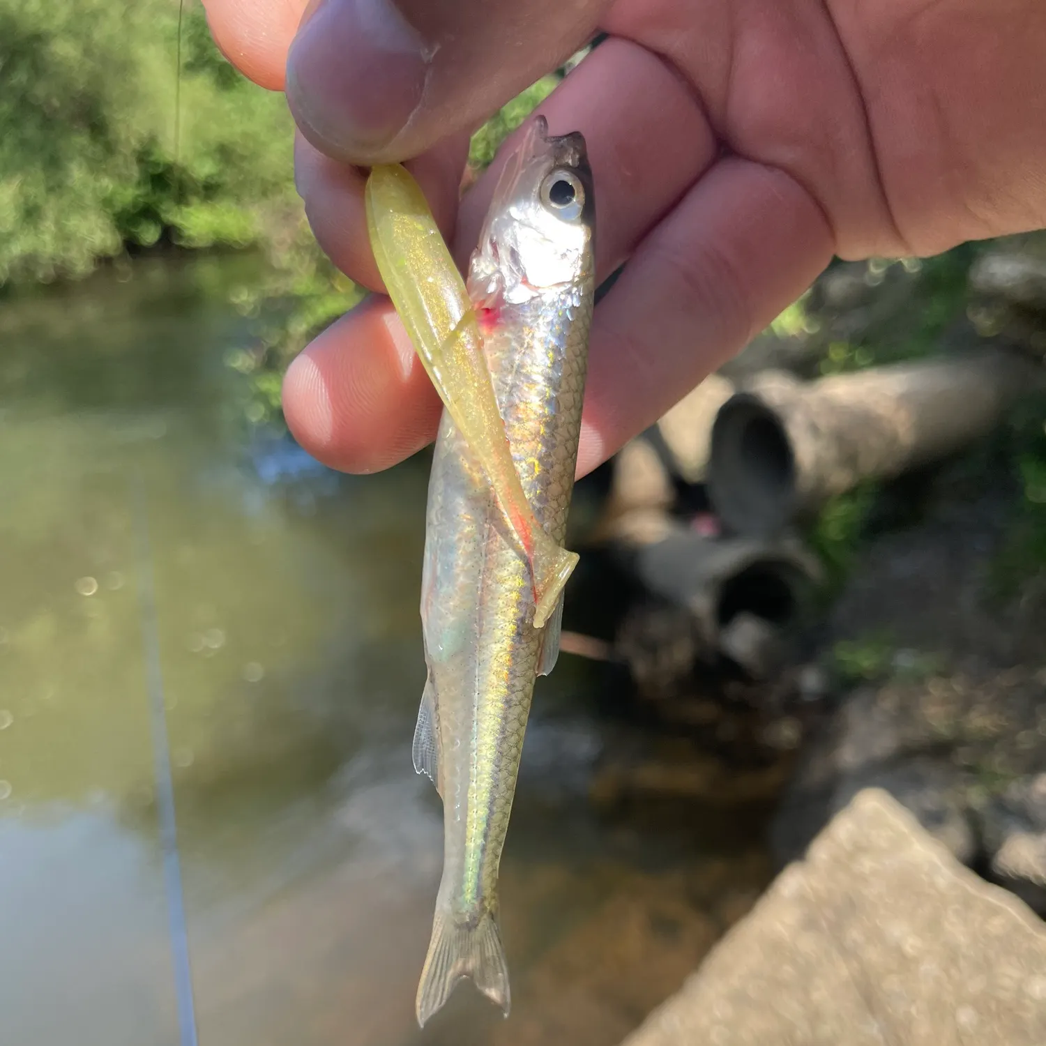 The most recent Blacknose shiner catches on Fishbrain