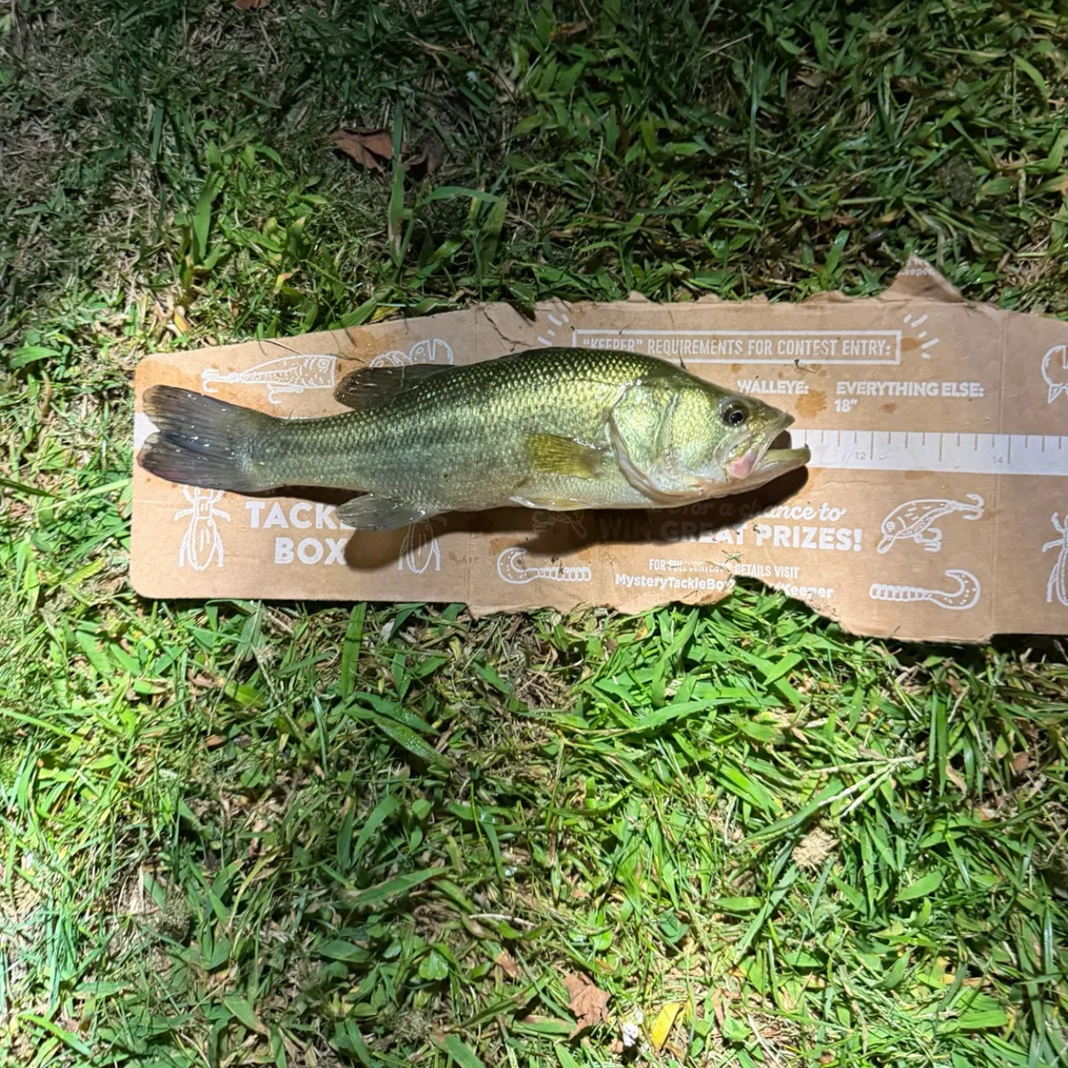 Largemouth bass caught on Fishbrain