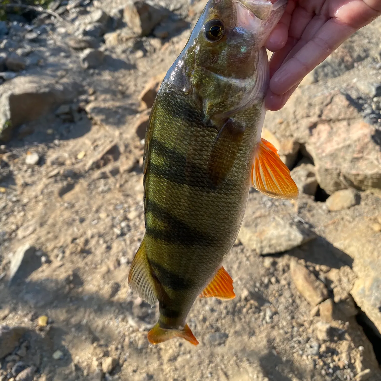 European perch caught on Fishbrain