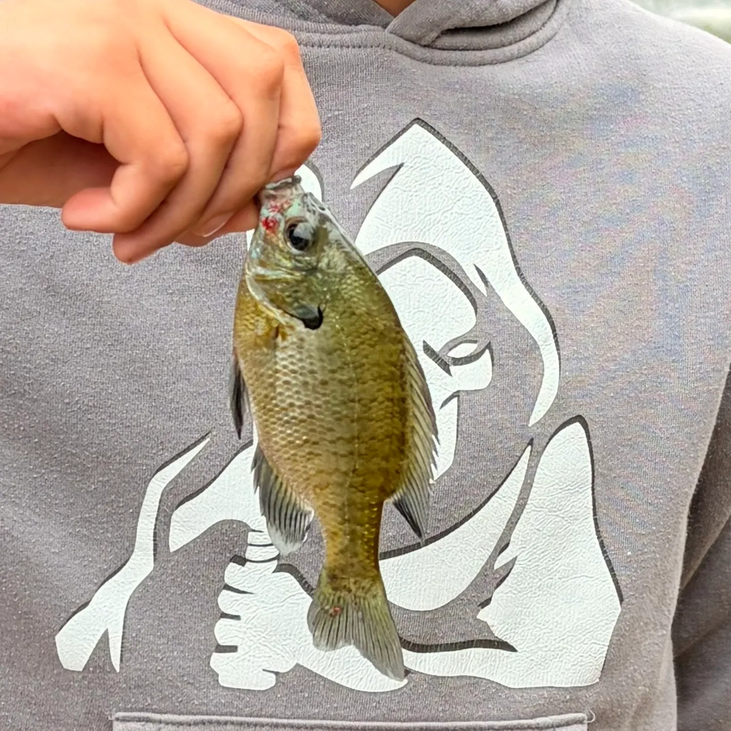 Bluegill caught on Fishbrain