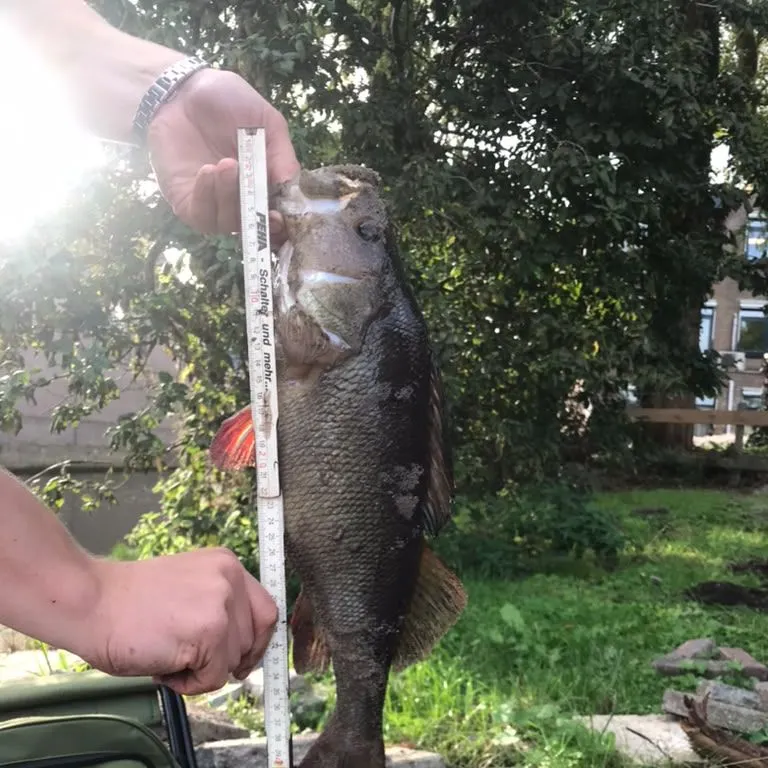 European perch caught on Fishbrain