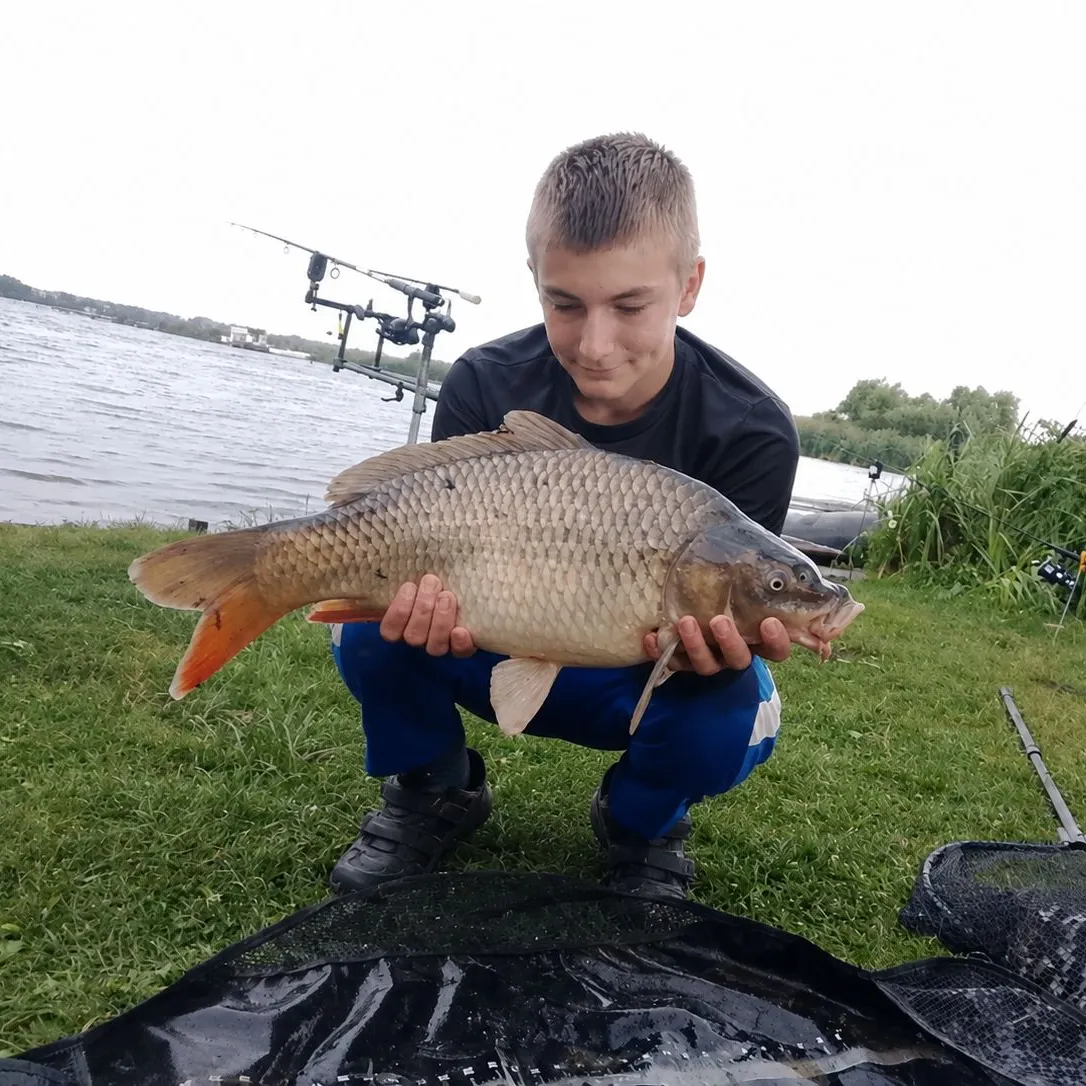 Common carp caught on Fishbrain