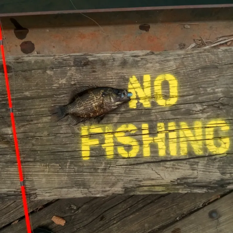 Rock bass caught on Fishbrain