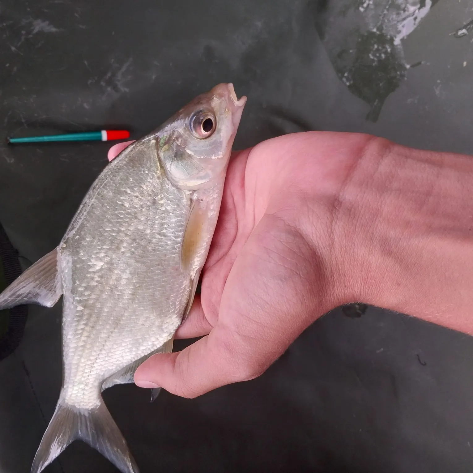 White bream caught on Fishbrain