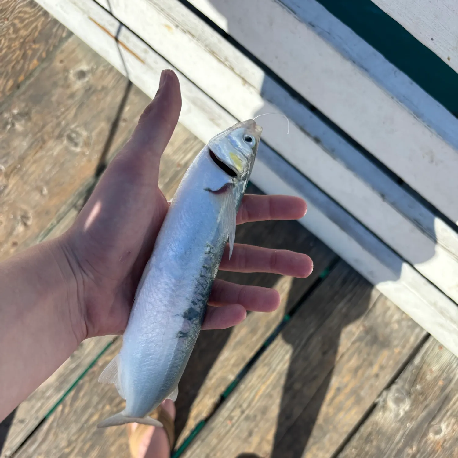 Pacific chub mackerel caught on Fishbrain
