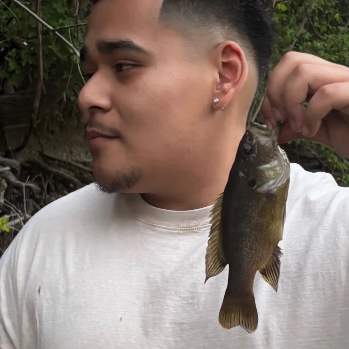 Green sunfish caught on Fishbrain