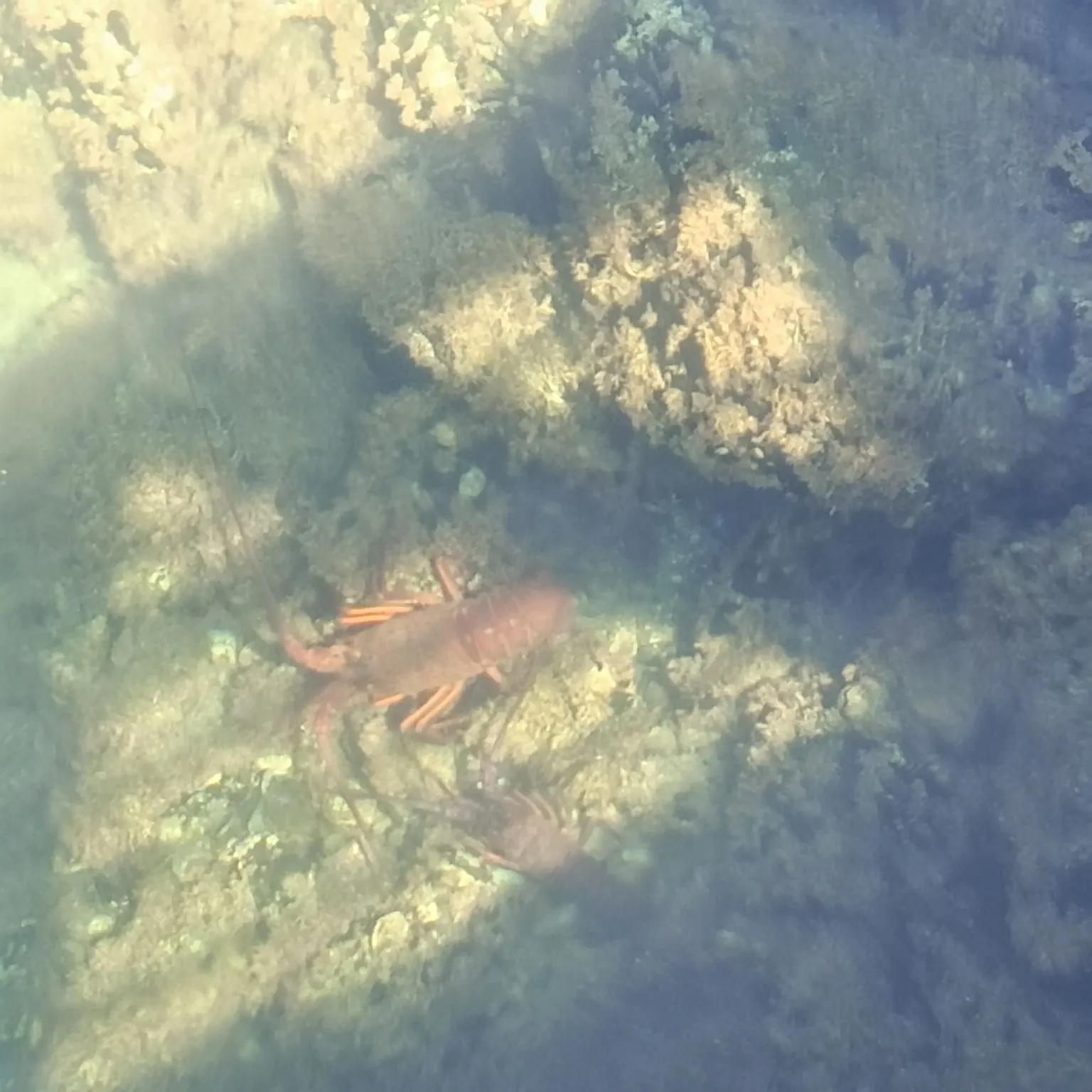 The most recent California spiny lobster catches on Fishbrain