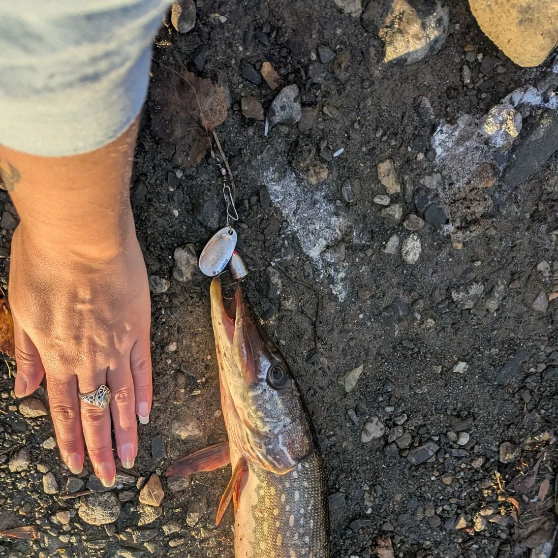 Northern pike caught on Fishbrain