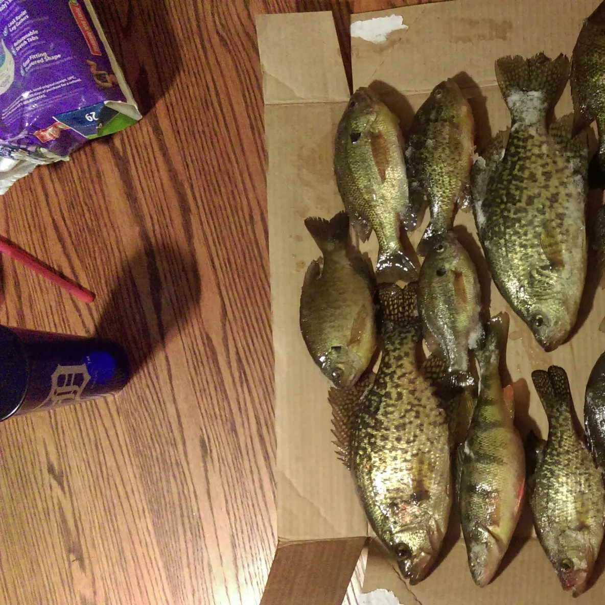 recently logged catches