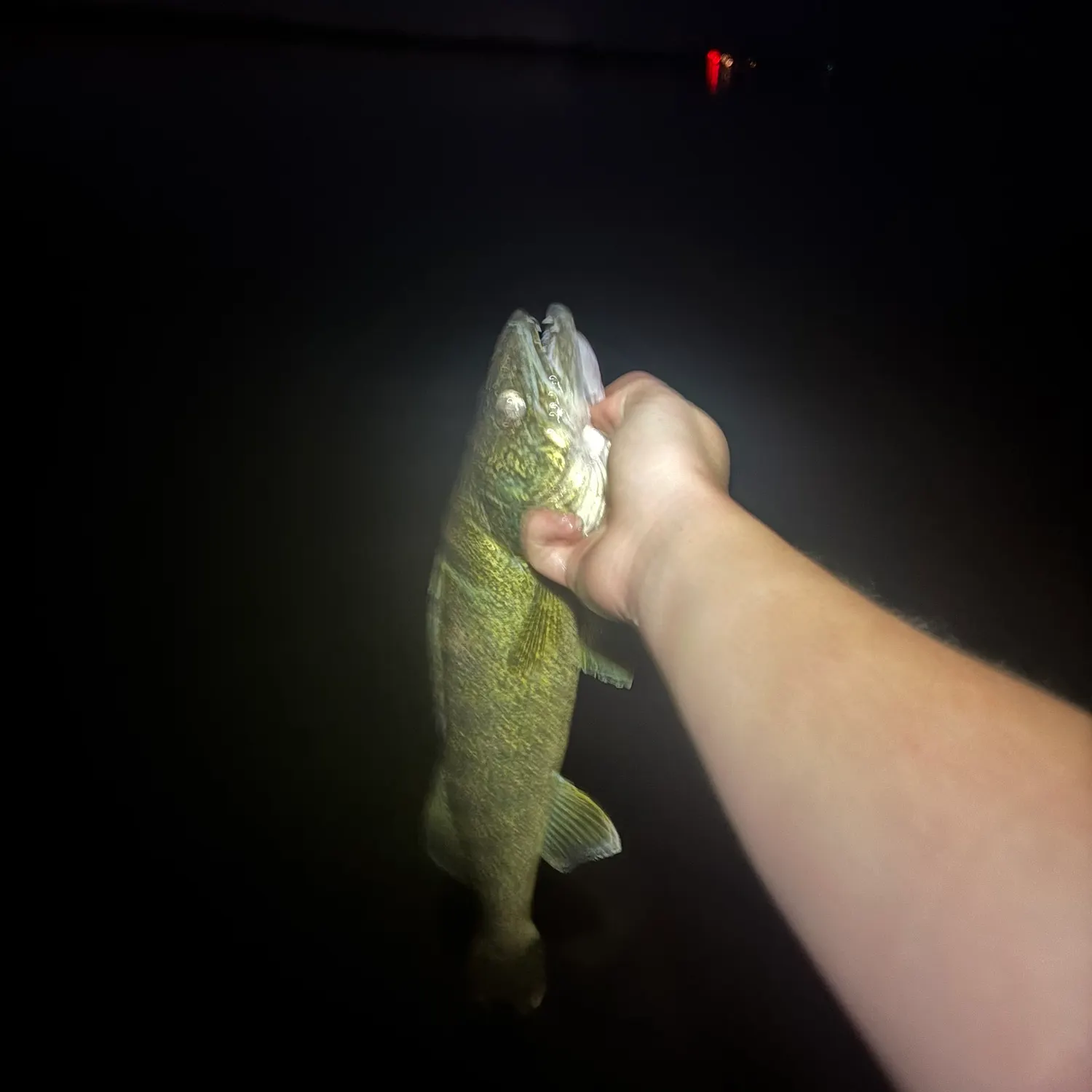 Walleye caught on Fishbrain
