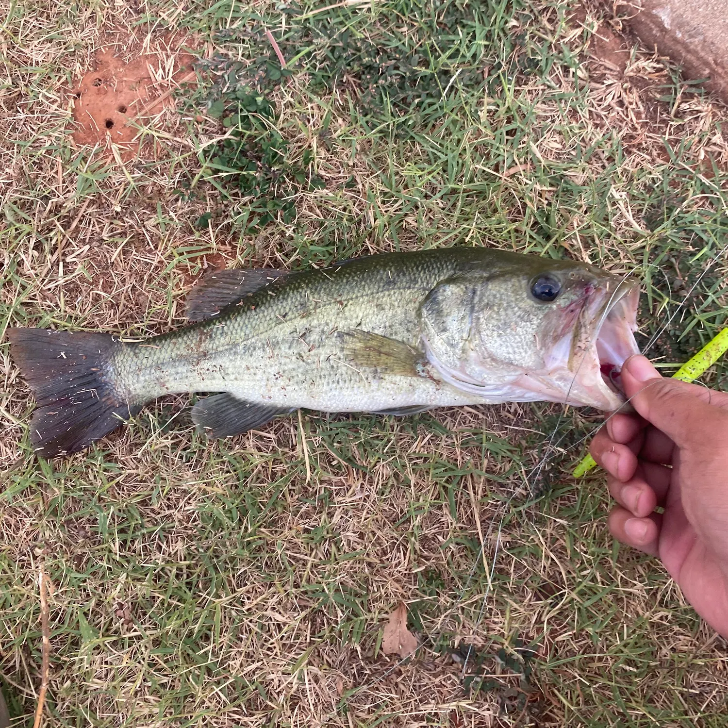 Fish caught on Fishbrain