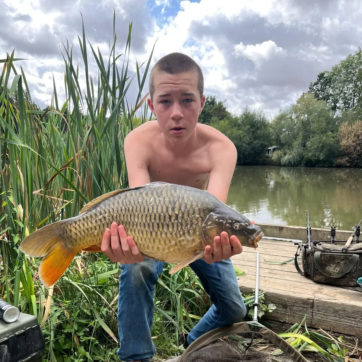 Common carp caught on Fishbrain