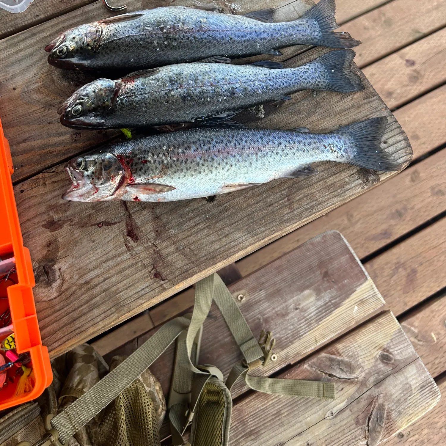 recently logged catches