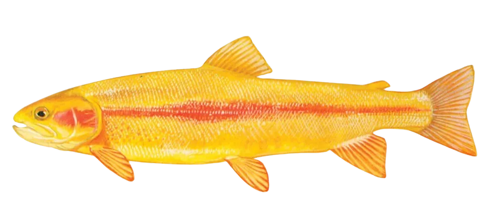 Golden rainbow trout