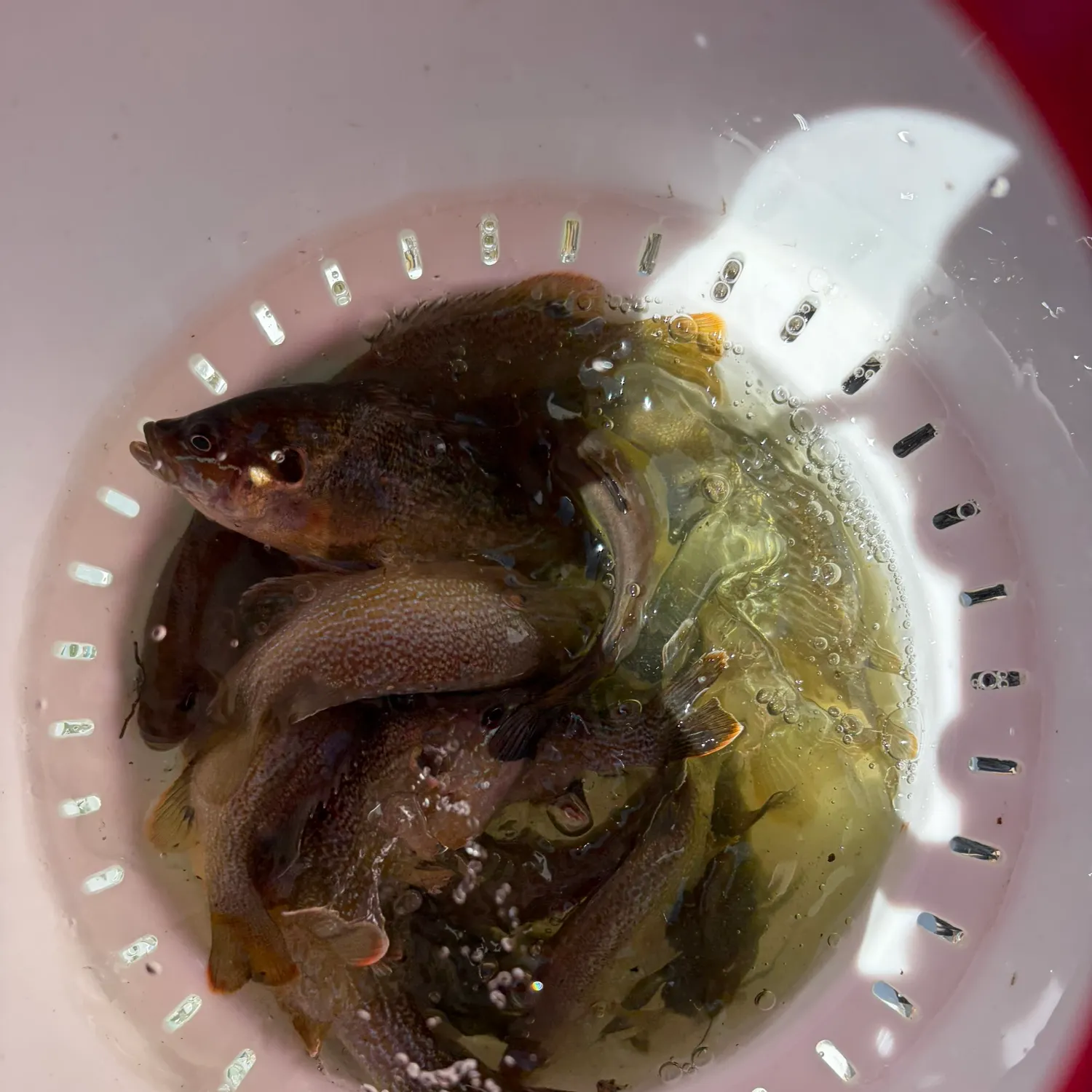 recently logged catches