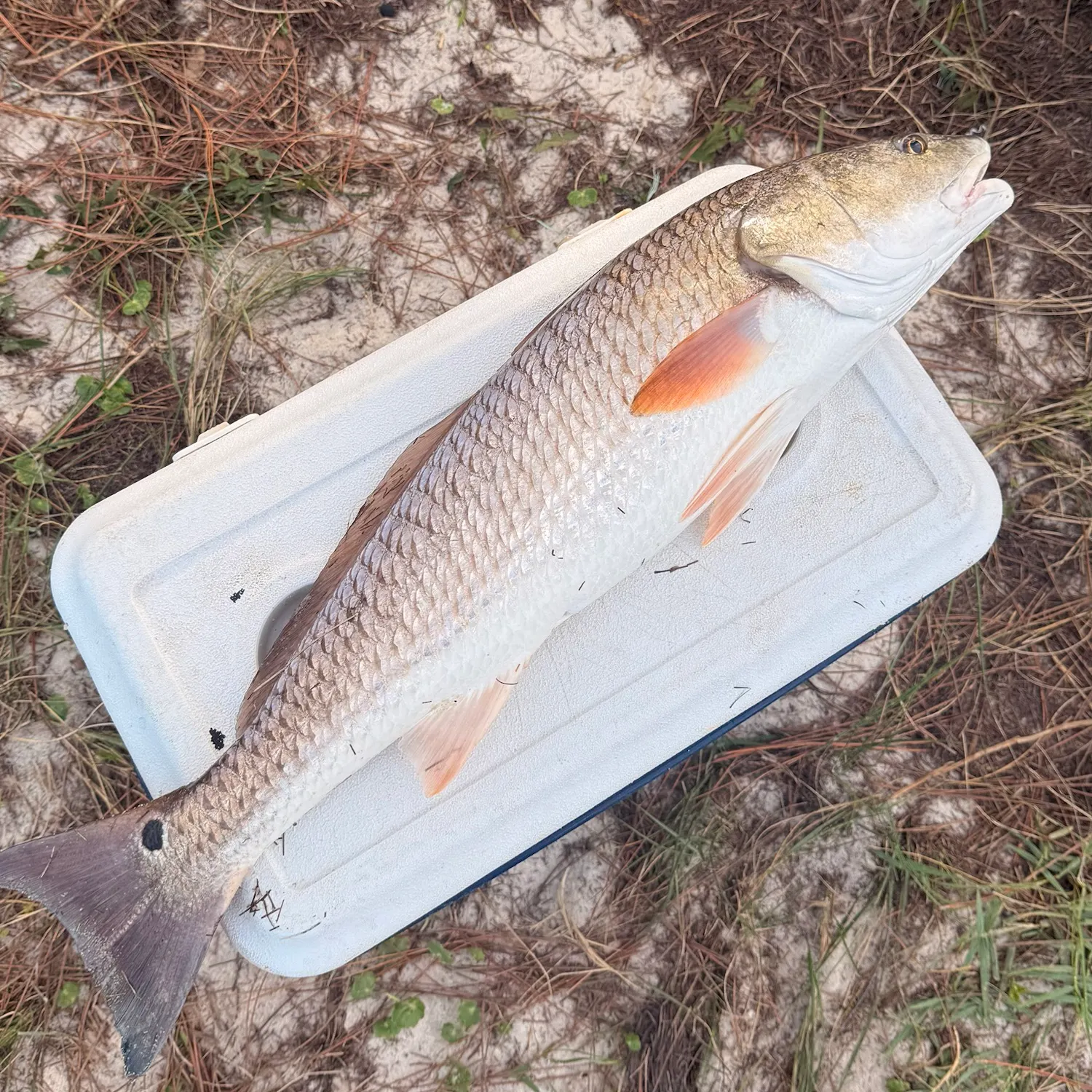 Red drum caught on Fishbrain