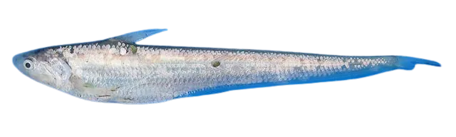 Japanese grenadier anchovy
