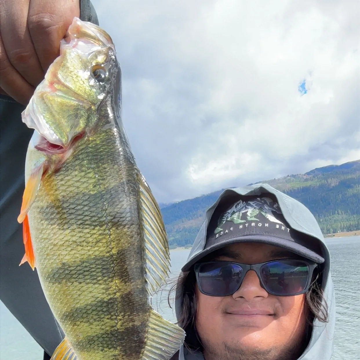 Yellow perch caught on Fishbrain