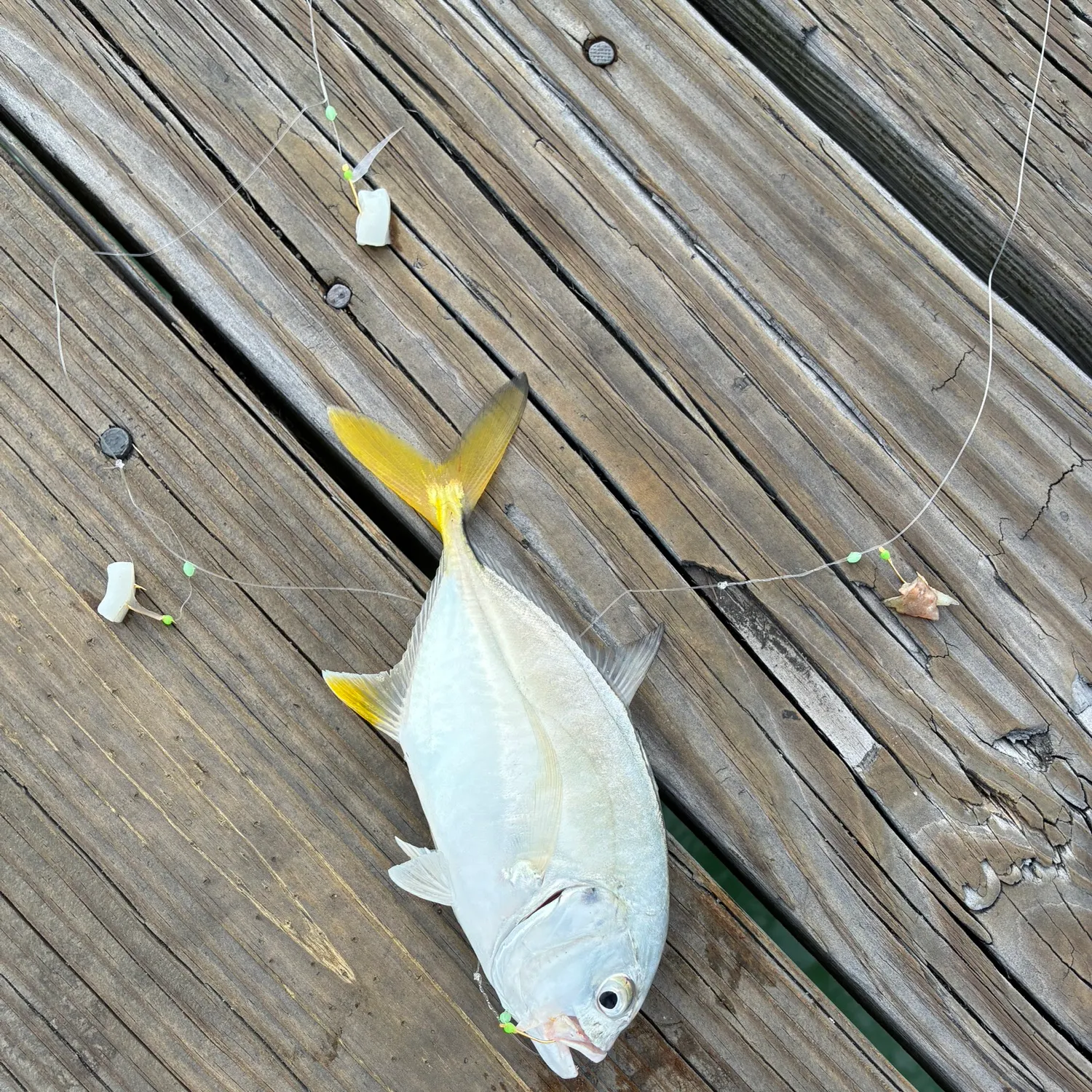 Crevalle jack caught on Fishbrain