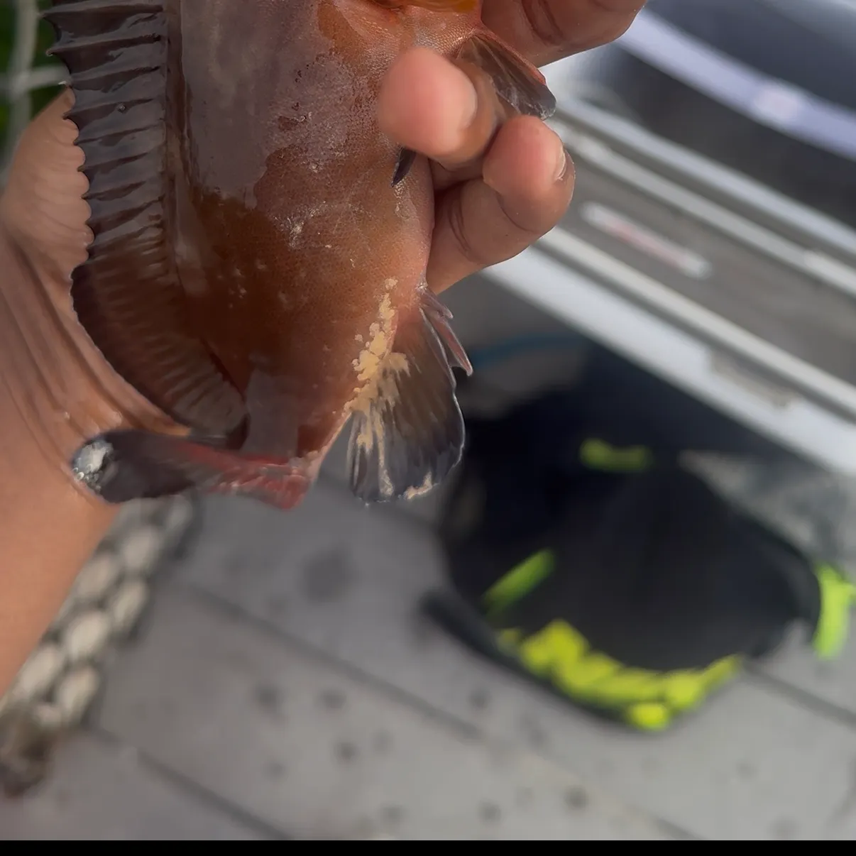 The most recent Red grouper catches on Fishbrain