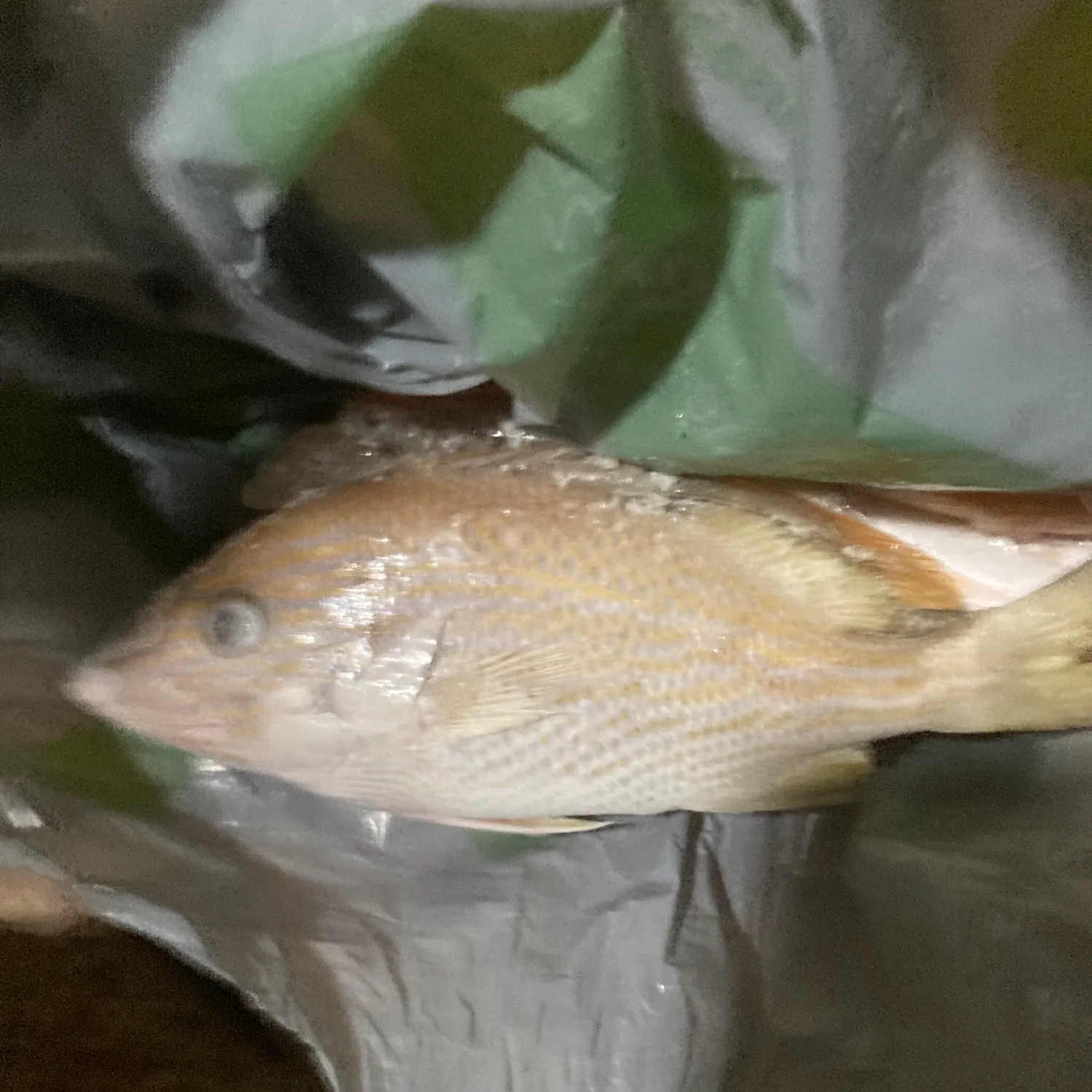 The most recent Smallspotted grunter catches on Fishbrain