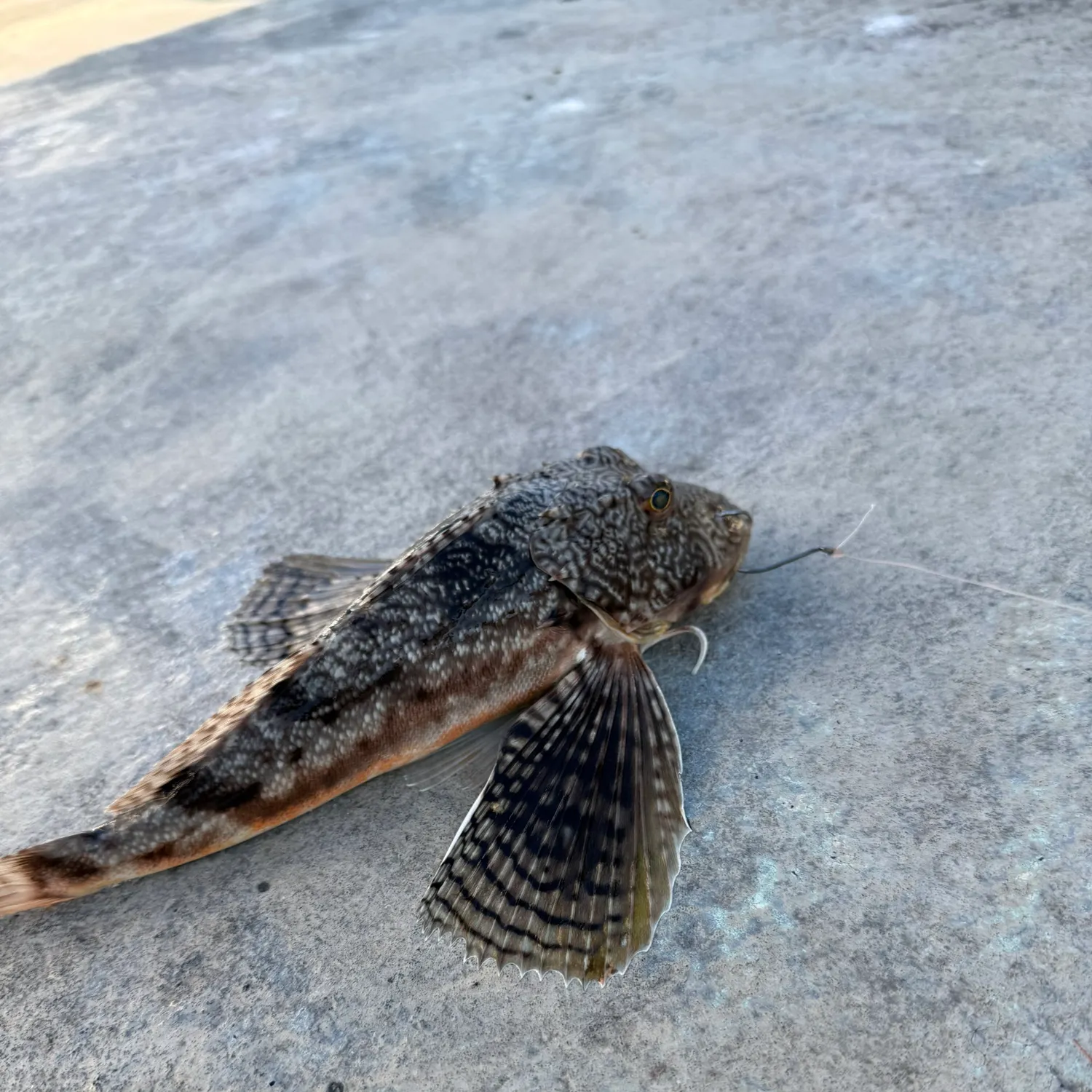 recently logged catches