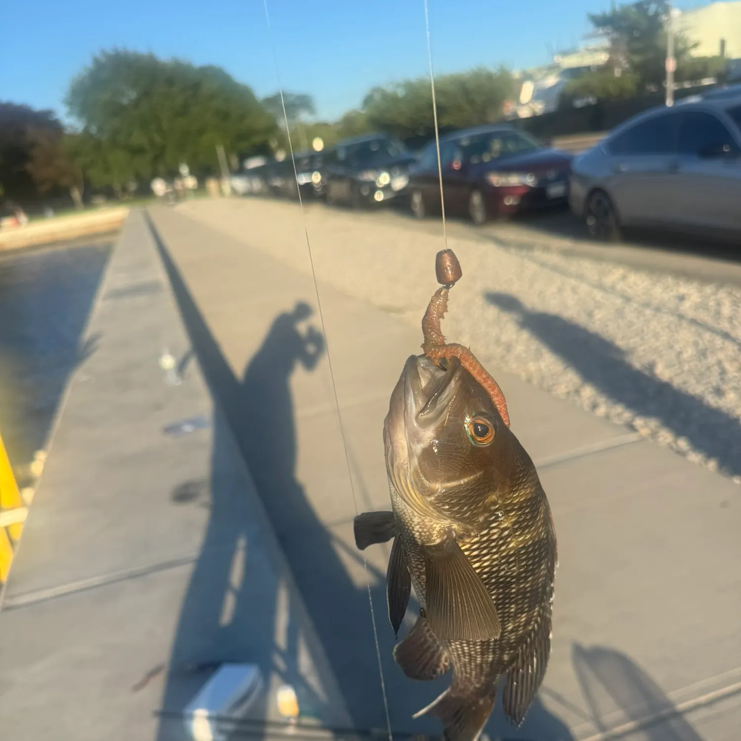 Black sea bass caught on Fishbrain