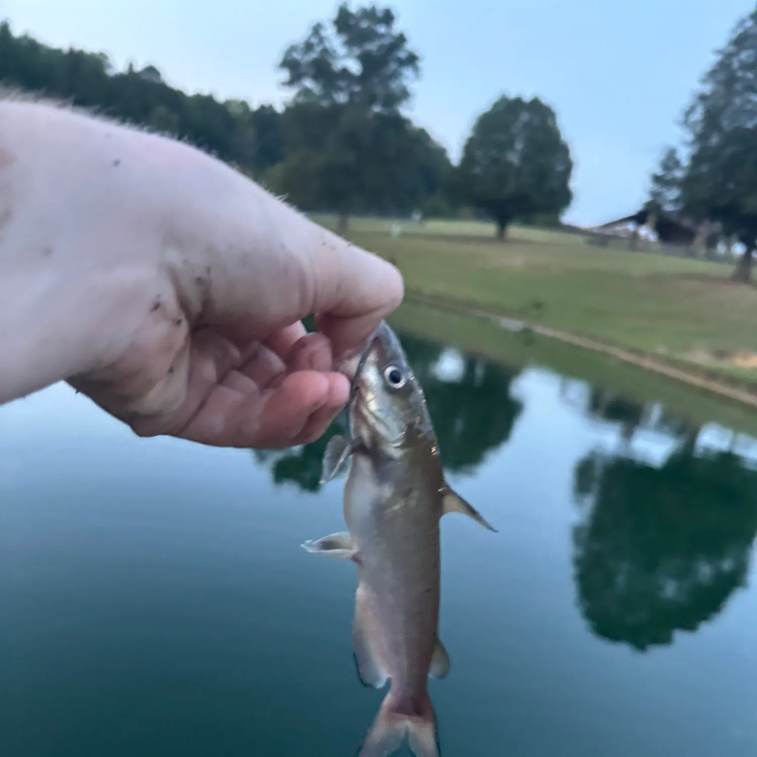 Channel catfish caught on Fishbrain