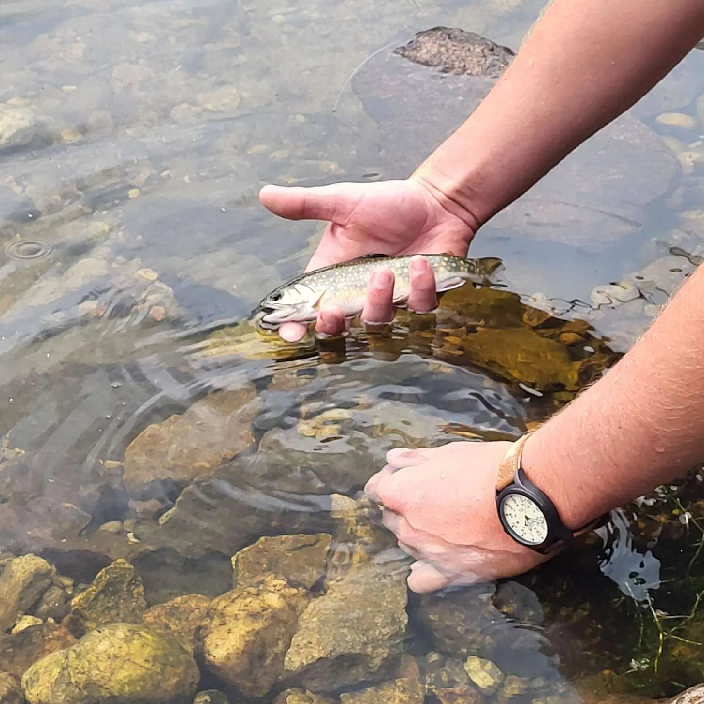 The most recent Cutbow catches on Fishbrain