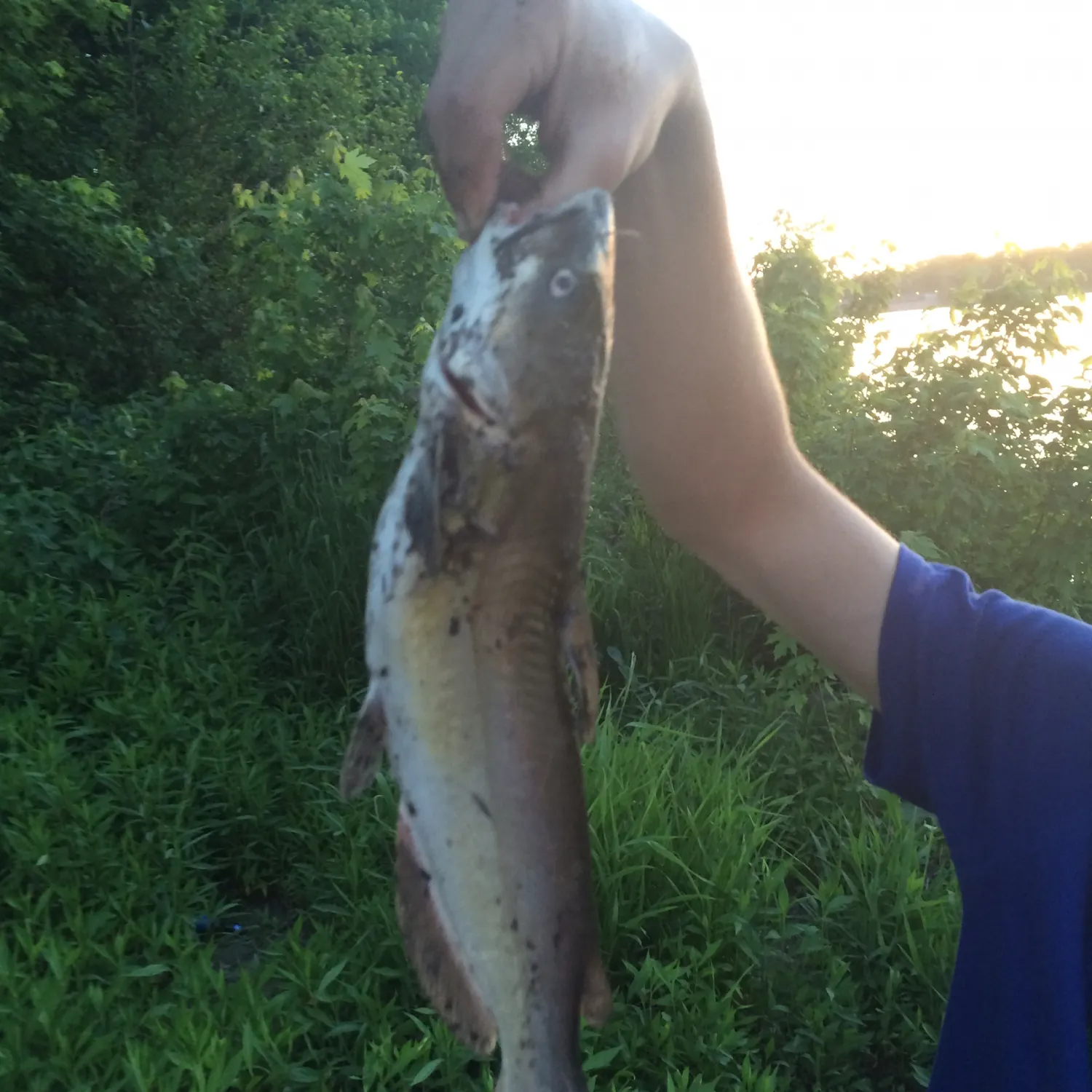 Channel catfish caught on Fishbrain