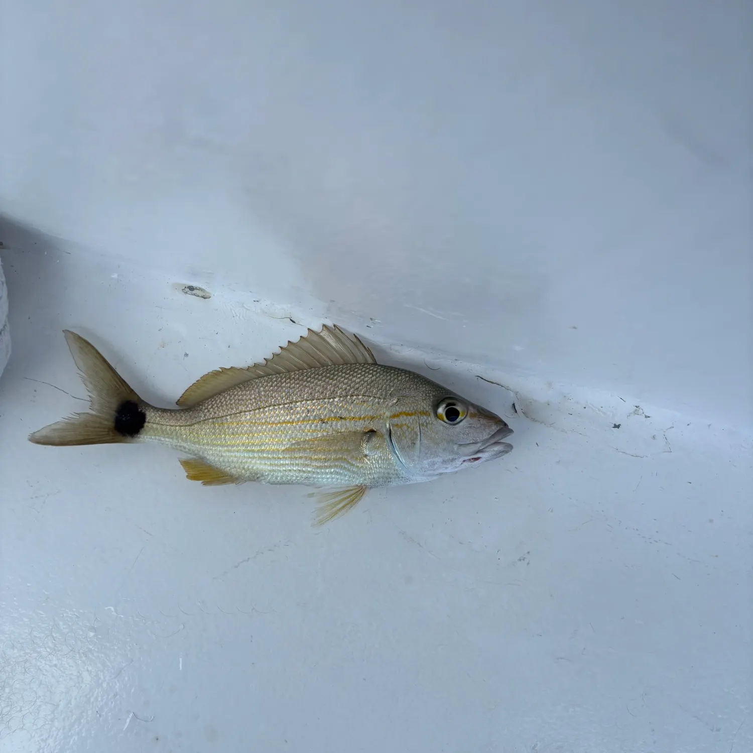 The most recent Tomtate grunt catches on Fishbrain