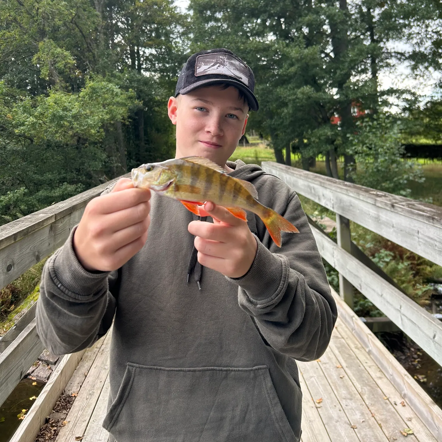 European perch caught on Fishbrain