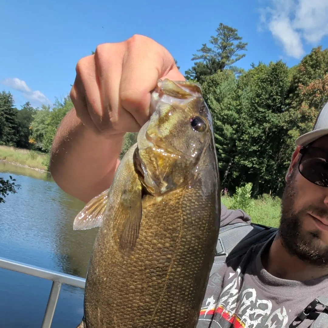 Smallmouth bass caught on Fishbrain