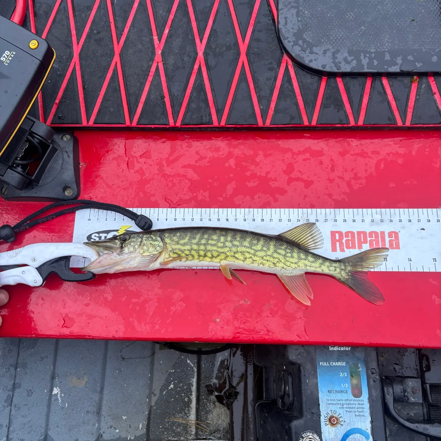 Chain pickerel caught on Fishbrain