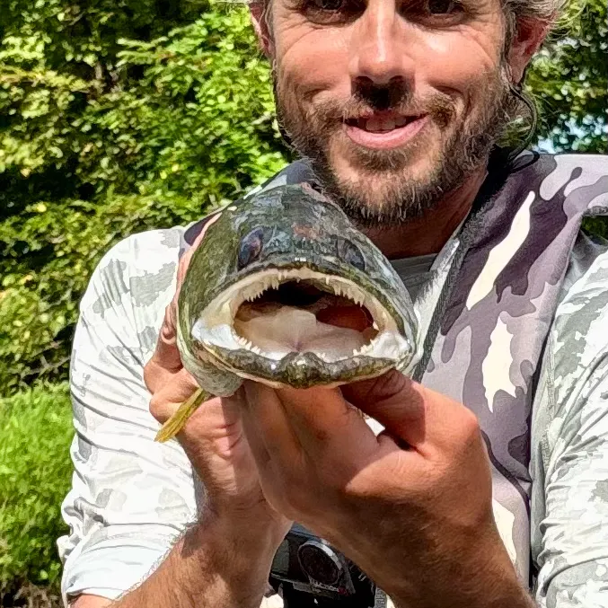 Walleye caught on Fishbrain