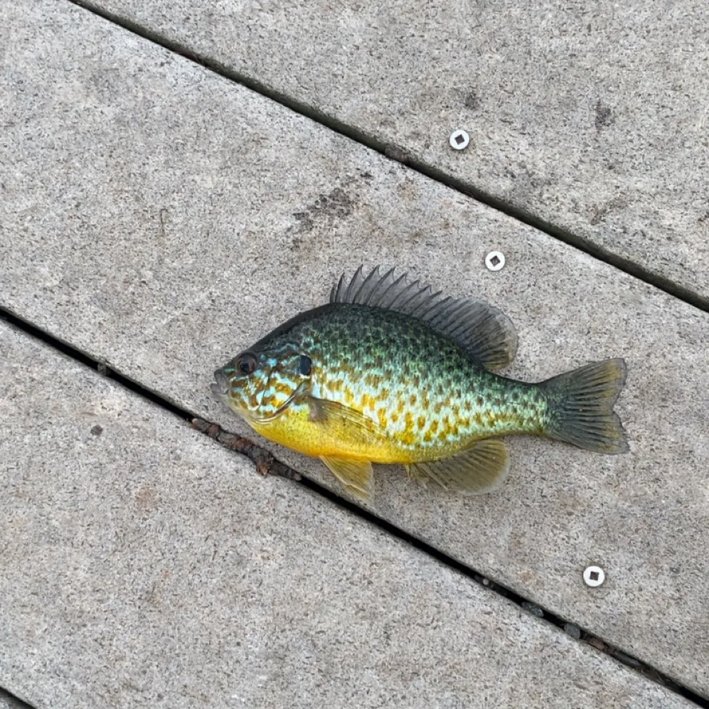 Pumpkinseed caught on Fishbrain