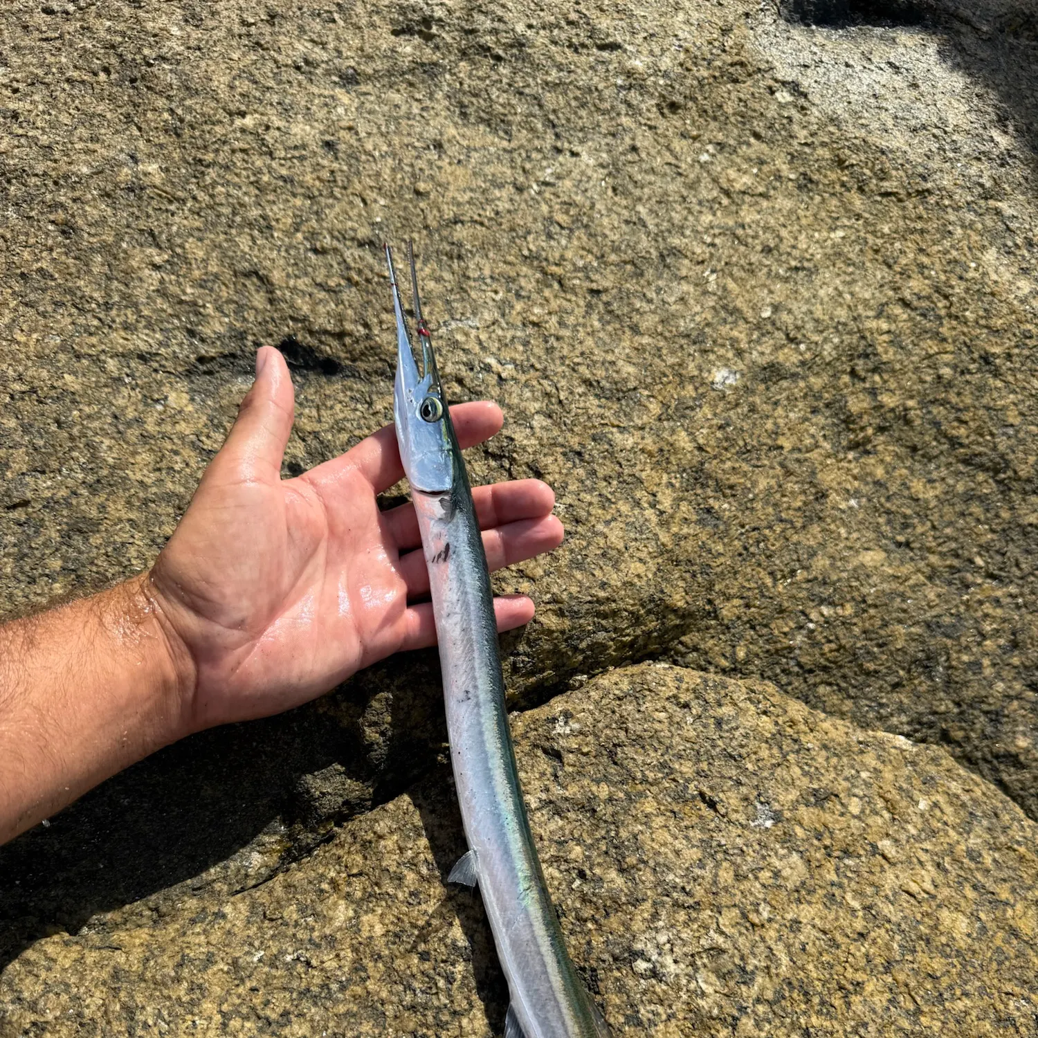 European garfish caught on Fishbrain