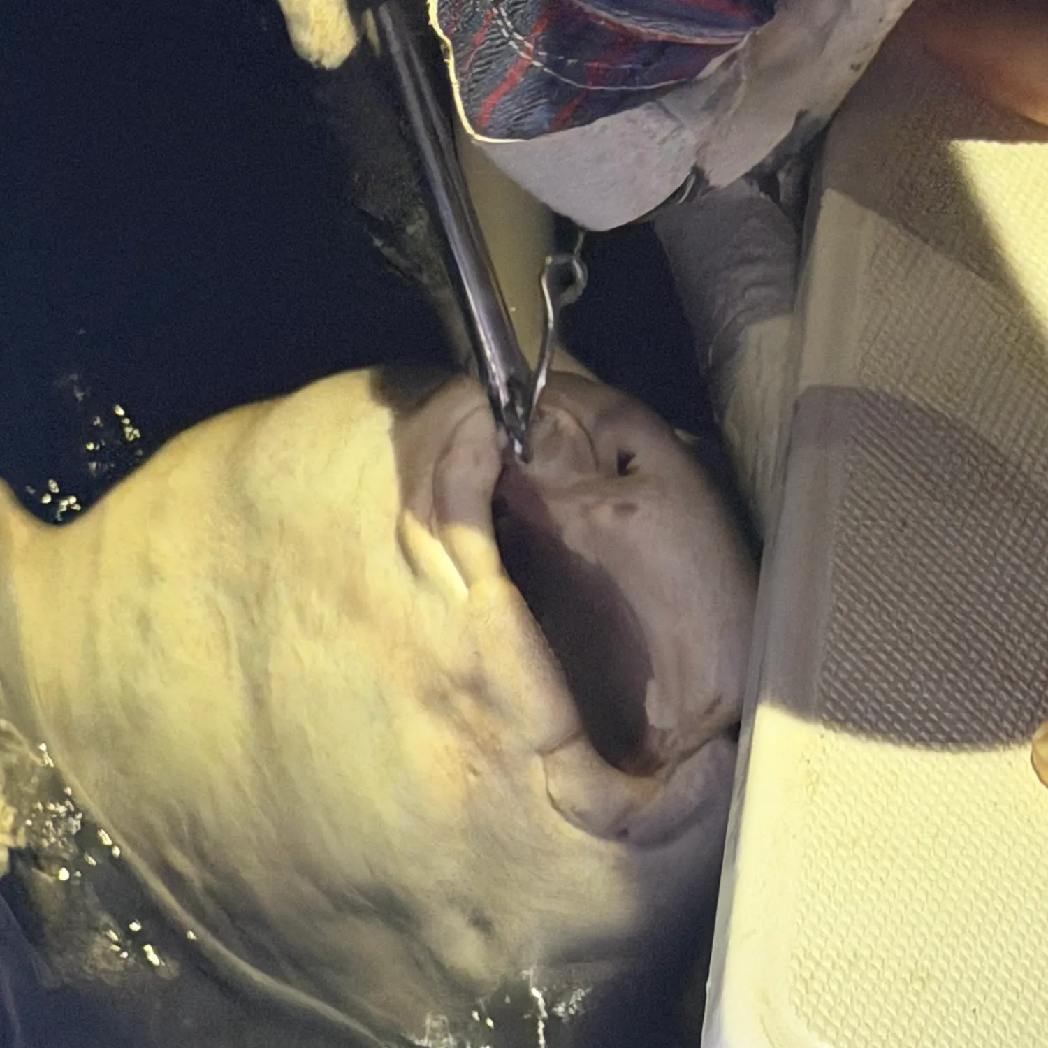 The most recent Nurse shark catches on Fishbrain