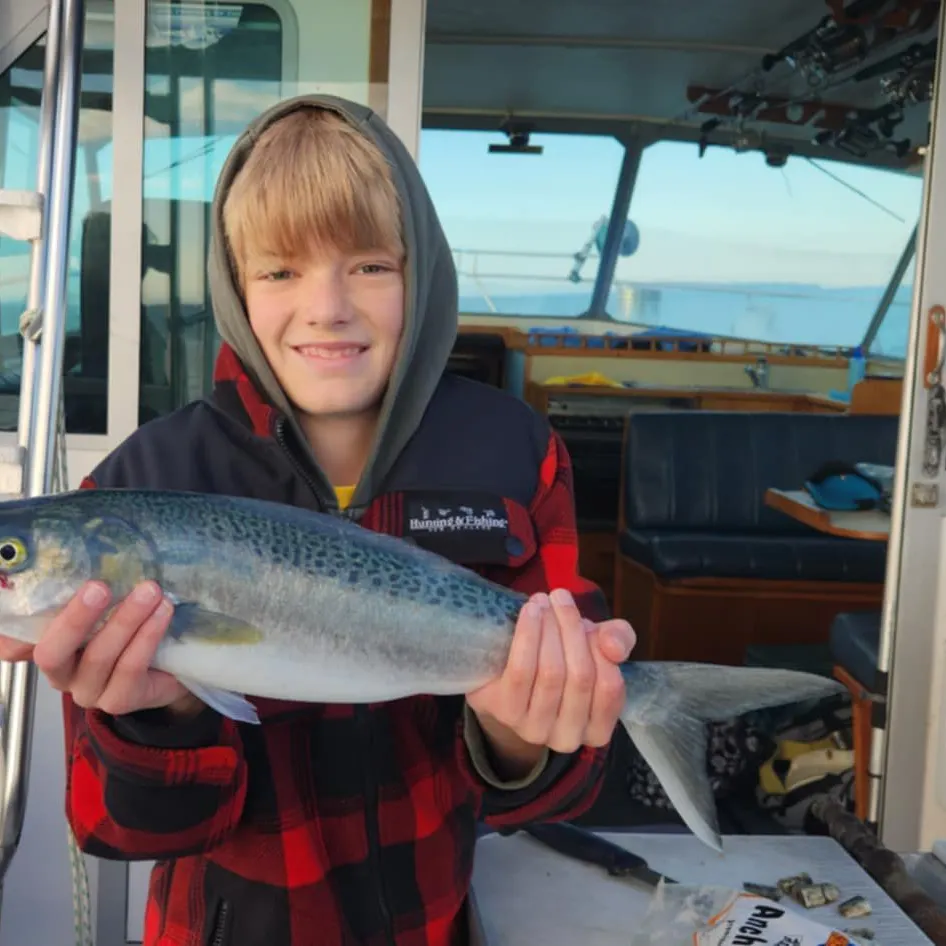 Eastern Australian salmon caught on Fishbrain
