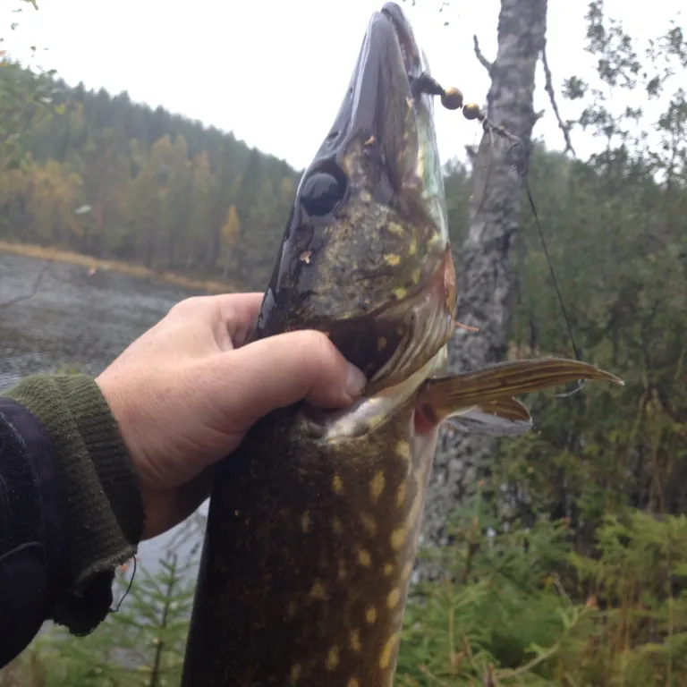Northern pike caught on Fishbrain