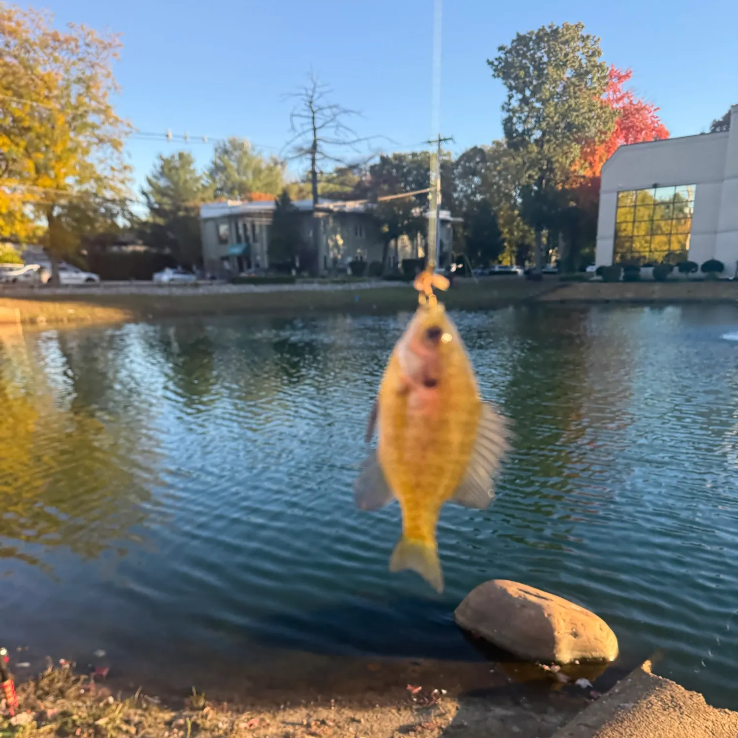 Bluegill caught on Fishbrain