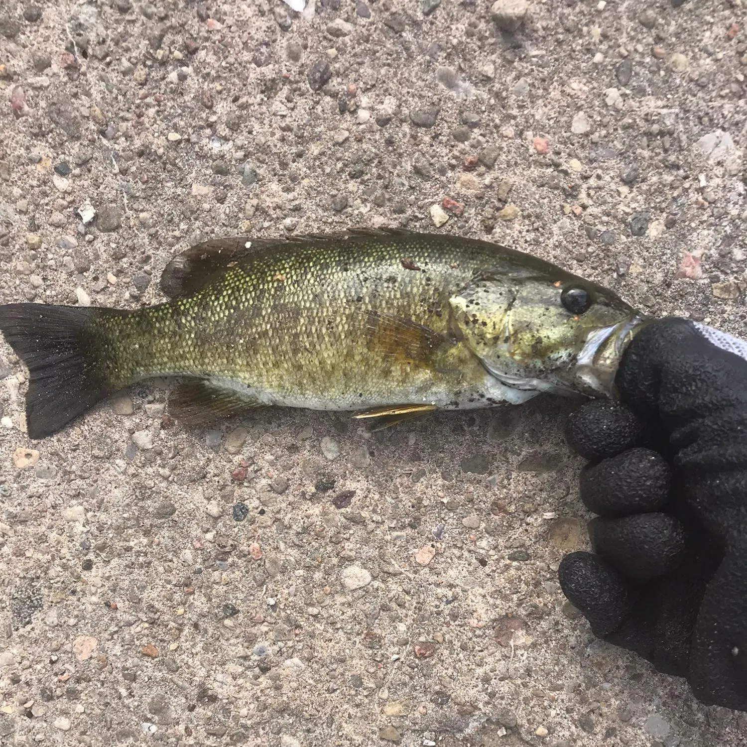Smallmouth bass caught on Fishbrain