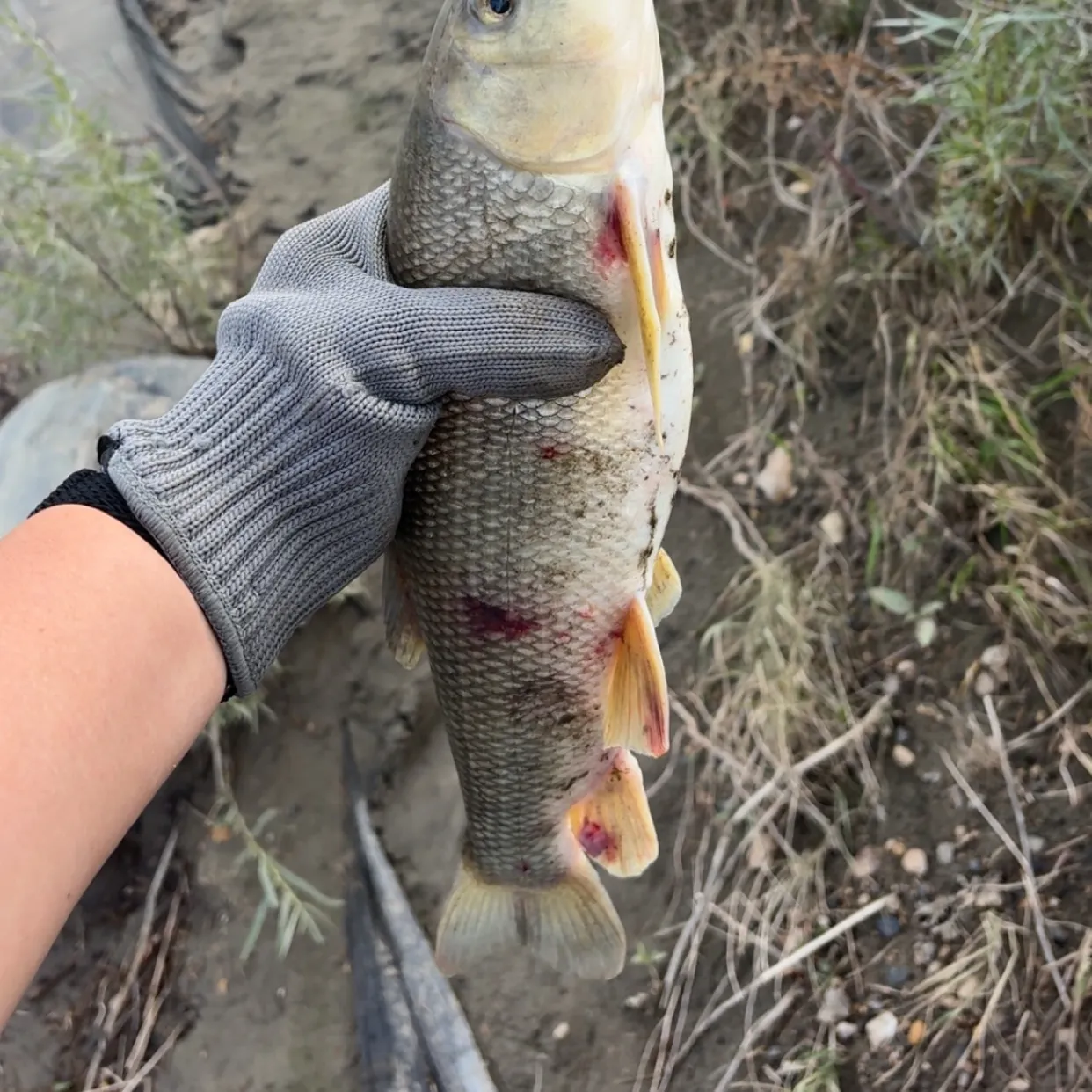 The most recent White sucker catches on Fishbrain