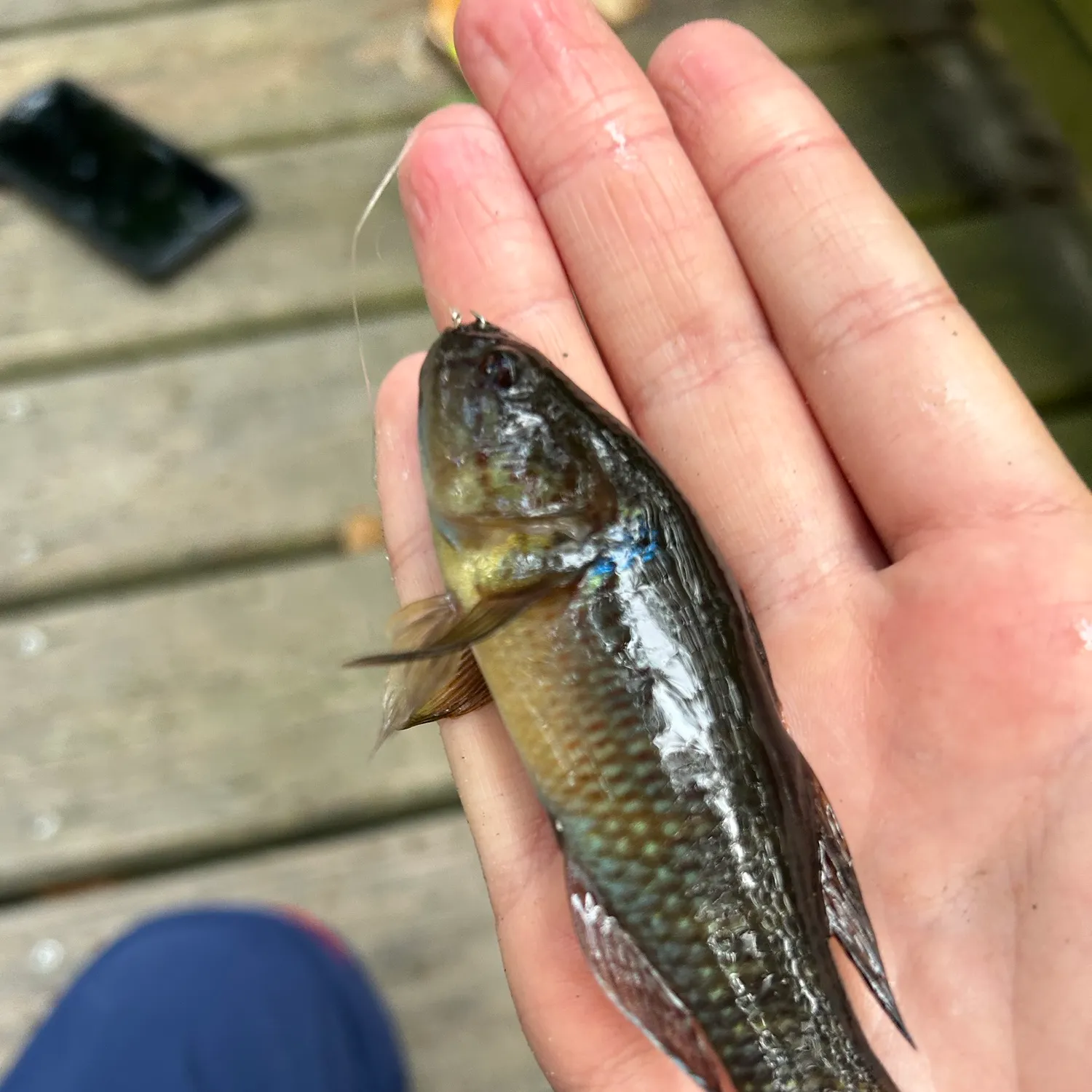 The most recent Fat Sleeper catches on Fishbrain