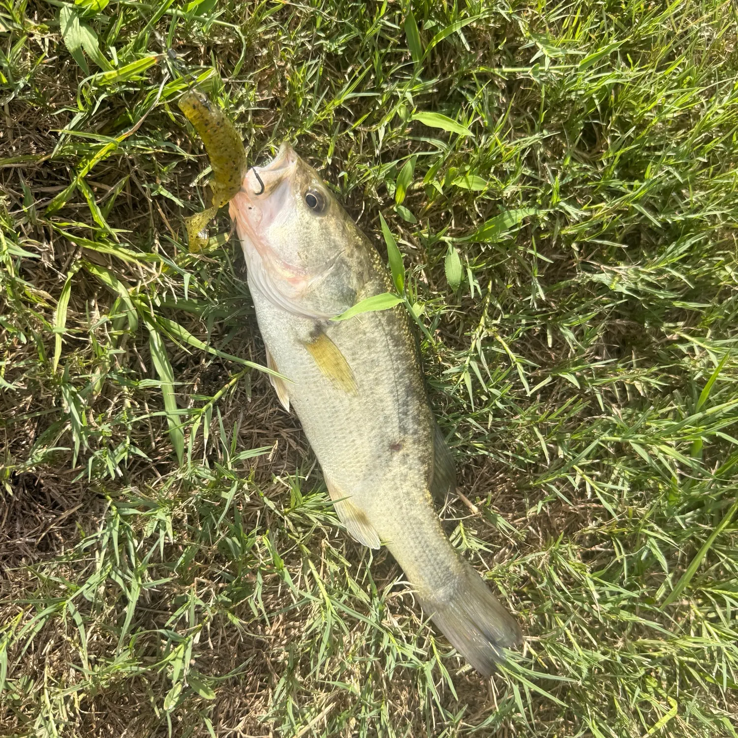 Spotted bass caught on Fishbrain