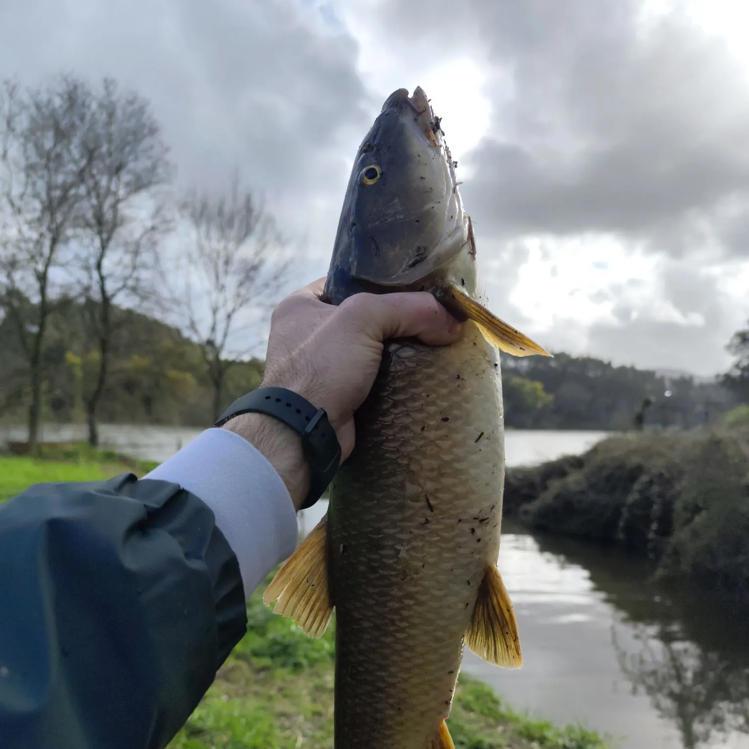 The most recent Common barbel catches on Fishbrain