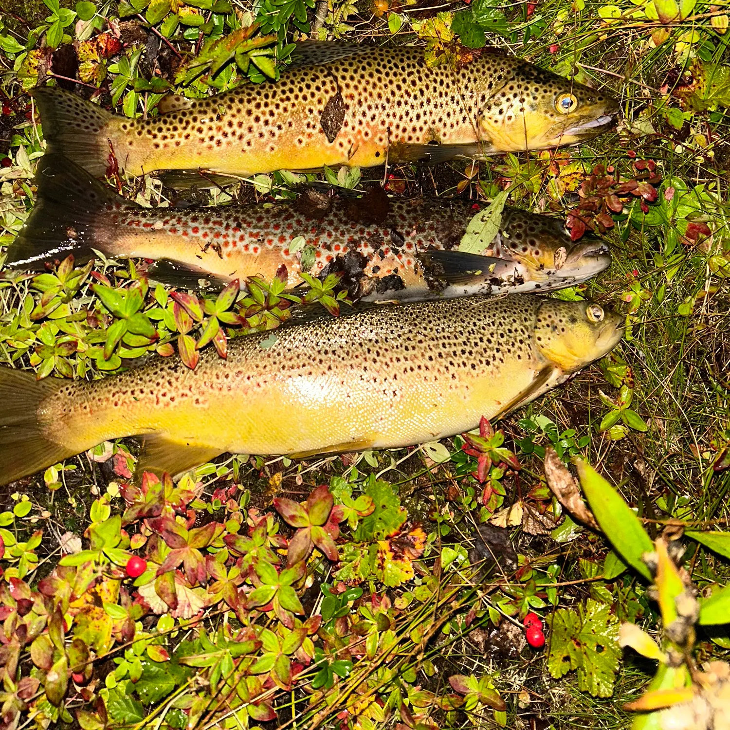 recently logged catches